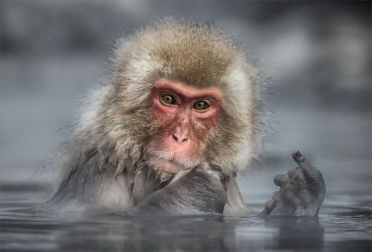 12+ Foto Pemenang Kompetisi Fotografi Comedy Wildlife Ini Keren dan Lucu Abis! 27
