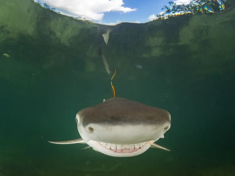 12+ Foto Pemenang Kompetisi Fotografi Comedy Wildlife Ini Keren dan Lucu Abis! 28