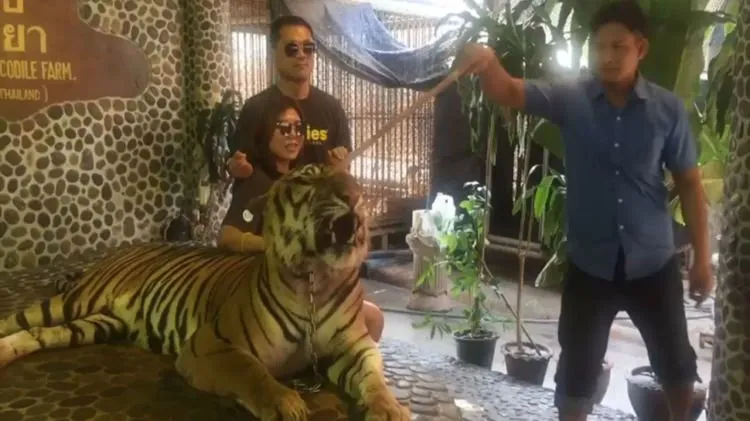 Demi Foto yang Bagus, Harimau Ini Ditusuk-tusuk Agar Mau Mengaum. Jahat Banget ya! 3