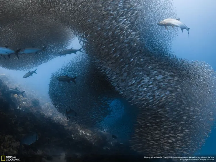 12 Foto Alam Terbaik Pemenang Kompetisi National Geographic 2017. Sangat Juara dan Berkelas Dunia! 24