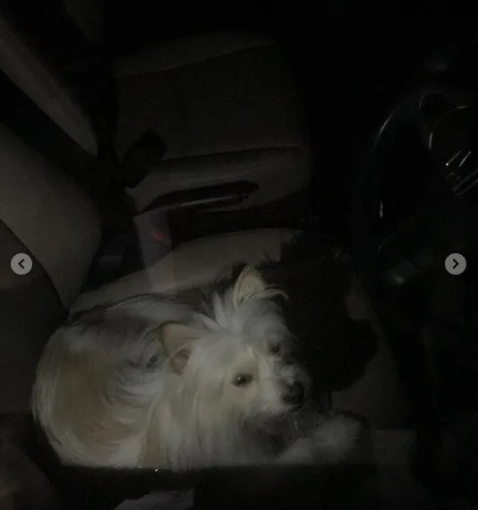 Warganet Lain Juga Pernah Pergoki Valent Ditinggal dalam Mobil. Anjing Ini Emang Perlu Diselamatkan! 8