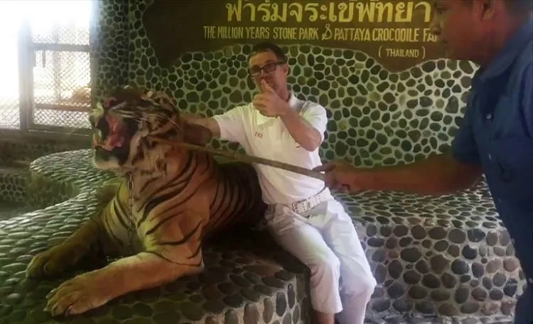 Demi Foto yang Bagus, Harimau Ini Ditusuk-tusuk Agar Mau Mengaum. Jahat Banget ya! 4