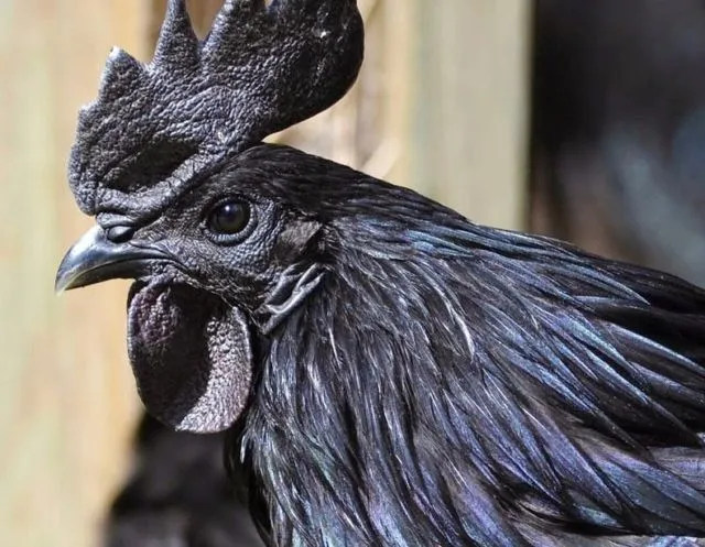 Penampakan Ayam Termahal di Dunia. Satu dari Indonesia, Satu dari Perancis, Harganya Gila-gilaan 8