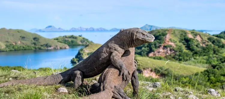 Muncul Wacana Tiket Masuk Komodo Naik Jadi 500 USD. Kira-kira Turis Tetep Datang Nggak ya? 6