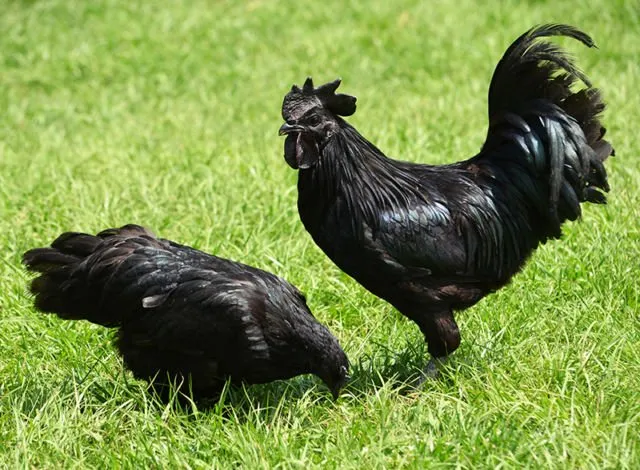 Penampakan Ayam Termahal di Dunia. Satu dari Indonesia, Satu dari Perancis, Harganya Gila-gilaan 6