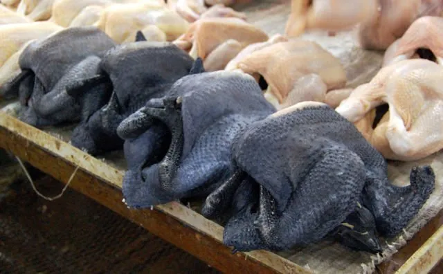 Penampakan Ayam Termahal di Dunia. Satu dari Indonesia, Satu dari Perancis, Harganya Gila-gilaan 7