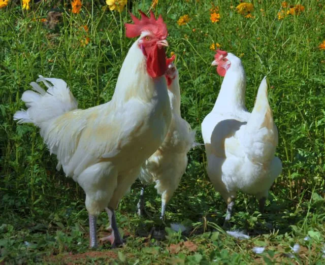Penampakan Ayam Termahal di Dunia. Satu dari Indonesia, Satu dari Perancis, Harganya Gila-gilaan 9