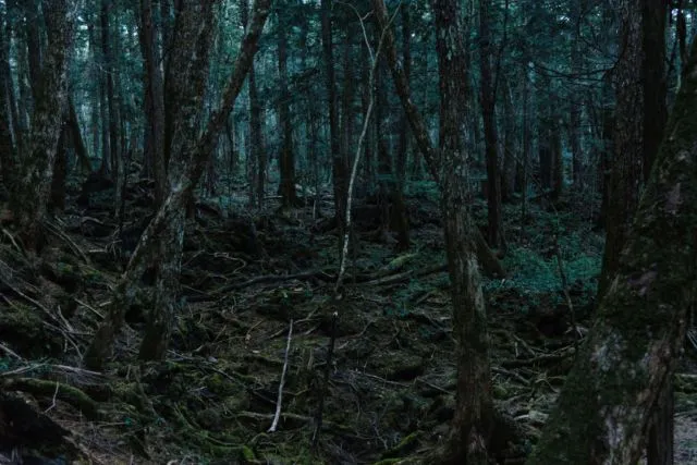 Lihat Lebih Dekat Hutan Aokigahara. Hutan yang Terkenal di Seluruh Jepang untuk Melakukan Bunuh Diri 7