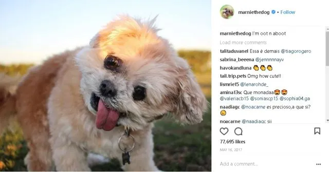 9+ Akun Instagram Hewan Peliharaan yang Layak Kamu Ikuti. Lihat Foto Lucu Mereka Bikin Adem di Hati 11