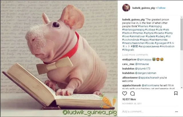 9+ Akun Instagram Hewan Peliharaan yang Layak Kamu Ikuti. Lihat Foto Lucu Mereka Bikin Adem di Hati 20