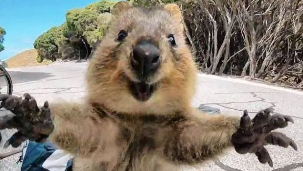 Nggak Cuma Kamu yang Suka Foto, Berikut 16+ Selfie Binatang dengan Pose Kocak. Jadi Makin Gemes! 21
