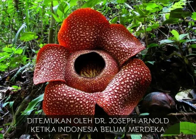 Sudah Lihat Google Doodle Hari Ini? Orang Indonesia Wajib Tahu 9 Fakta Soal Bunga Terbesar di Dunia 10