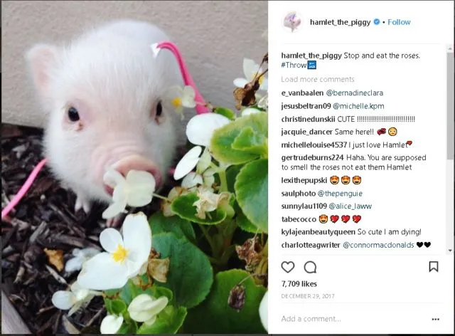 9+ Akun Instagram Hewan Peliharaan yang Layak Kamu Ikuti. Lihat Foto Lucu Mereka Bikin Adem di Hati 12