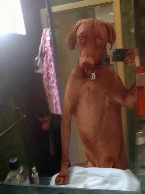 Nggak Cuma Kamu yang Suka Foto, Berikut 16+ Selfie Binatang dengan Pose Kocak. Jadi Makin Gemes! 19
