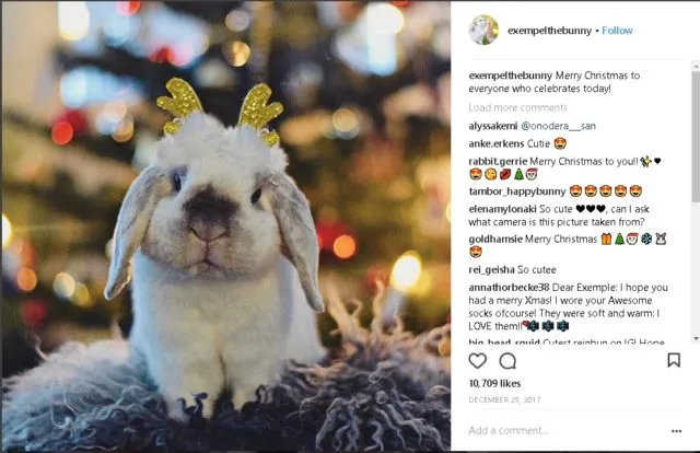 9+ Akun Instagram Hewan Peliharaan yang Layak Kamu Ikuti. Lihat Foto Lucu Mereka Bikin Adem di Hati 13