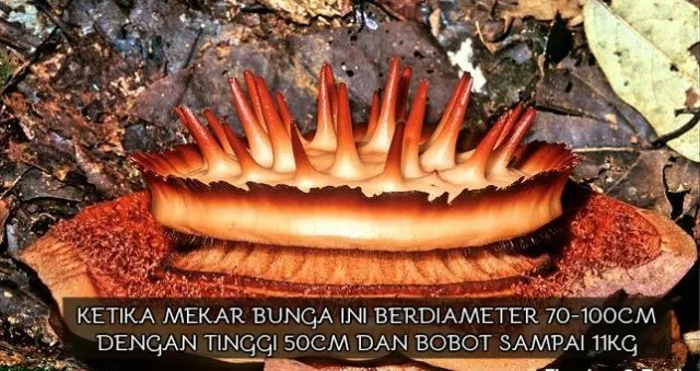 Sudah Lihat Google Doodle Hari Ini? Orang Indonesia Wajib Tahu 9 Fakta Soal Bunga Terbesar di Dunia 13