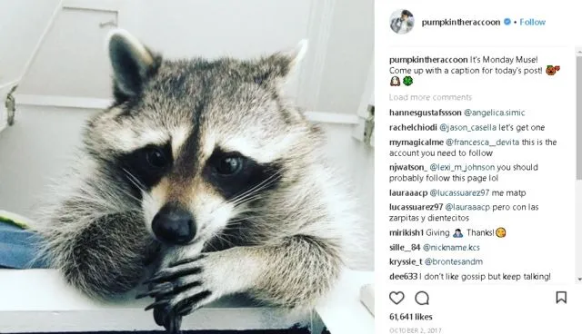 9+ Akun Instagram Hewan Peliharaan yang Layak Kamu Ikuti. Lihat Foto Lucu Mereka Bikin Adem di Hati 14