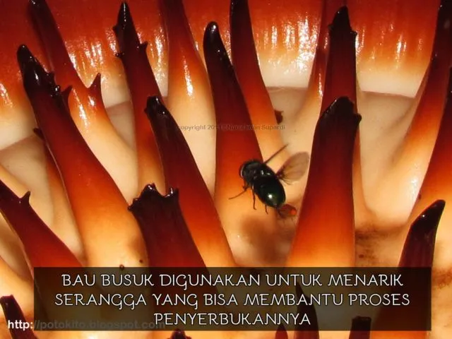 Sudah Lihat Google Doodle Hari Ini? Orang Indonesia Wajib Tahu 9 Fakta Soal Bunga Terbesar di Dunia 14