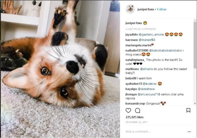9+ Akun Instagram Hewan Peliharaan yang Layak Kamu Ikuti. Lihat Foto Lucu Mereka Bikin Adem di Hati 16