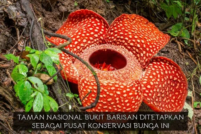 Sudah Lihat Google Doodle Hari Ini? Orang Indonesia Wajib Tahu 9 Fakta Soal Bunga Terbesar di Dunia 16