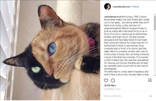 9+ Akun Instagram Hewan Peliharaan yang Layak Kamu Ikuti. Lihat Foto Lucu Mereka Bikin Adem di Hati 17