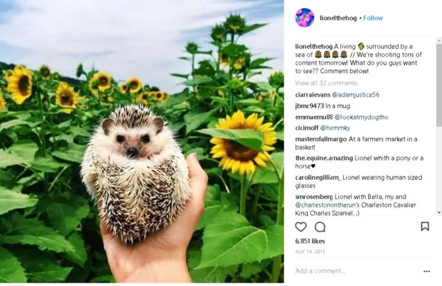 9+ Akun Instagram Hewan Peliharaan yang Layak Kamu Ikuti. Lihat Foto Lucu Mereka Bikin Adem di Hati 18
