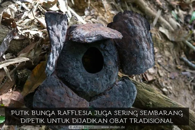 Sudah Lihat Google Doodle Hari Ini? Orang Indonesia Wajib Tahu 9 Fakta Soal Bunga Terbesar di Dunia 18