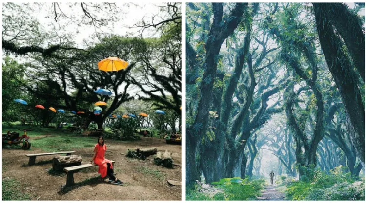 Hutan 'De Djawatan' Banyuwangi Ini Memang Hits Banget. Kaya di Film Lord of The Rings! 5
