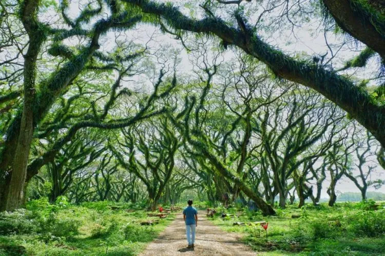 Hutan 'De Djawatan' Banyuwangi Ini Memang Hits Banget. Kaya di Film Lord of The Rings! 6