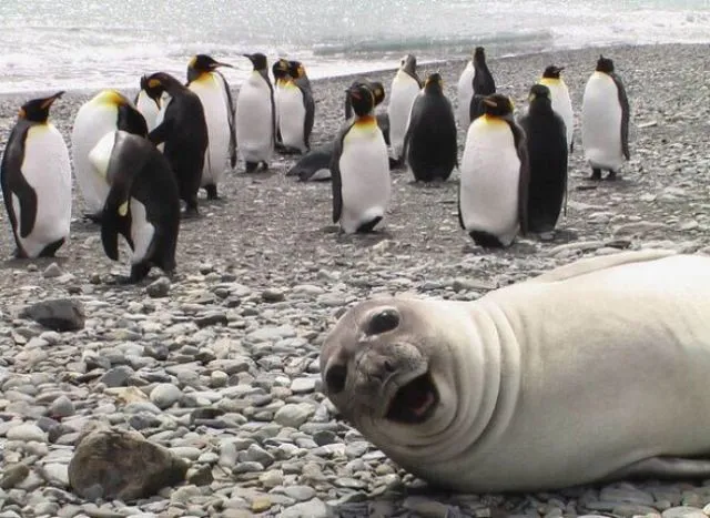 23 Photobomb dengan Hewan sebagai Biang Keroknya, Mau Mengumpat tapi Mereka Sendiri Udah Binatang :( 40