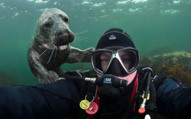 23 Photobomb dengan Hewan sebagai Biang Keroknya, Mau Mengumpat tapi Mereka Sendiri Udah Binatang :( 36