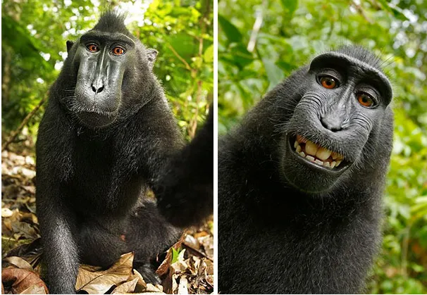 Nggak Cuma Kamu yang Suka Foto, Berikut 16+ Selfie Binatang dengan Pose Kocak. Jadi Makin Gemes! 31