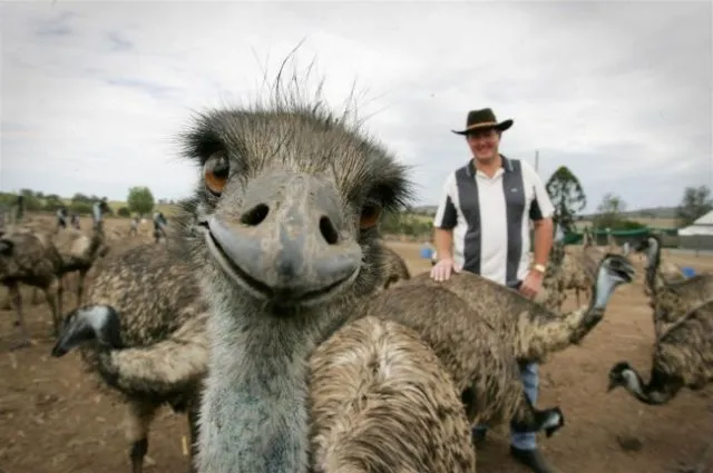 23 Photobomb dengan Hewan sebagai Biang Keroknya, Mau Mengumpat tapi Mereka Sendiri Udah Binatang :( 33