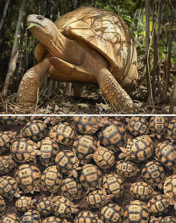 Fotografer Ini Memotret Hewan-Hewan yang Terancam Punah. Hasilnya Sungguh Menakjubkan! 24