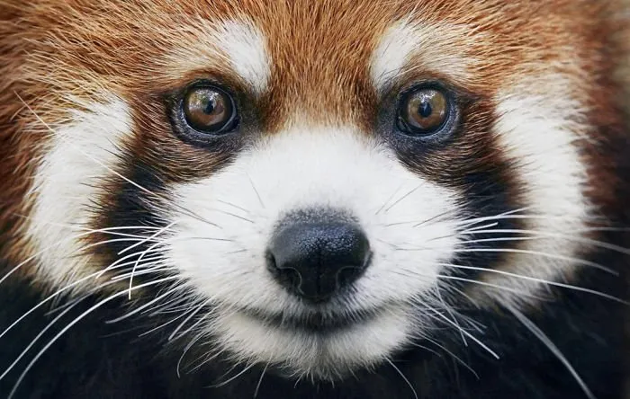 Fotografer Ini Memotret Hewan-Hewan yang Terancam Punah. Hasilnya Sungguh Menakjubkan! 20