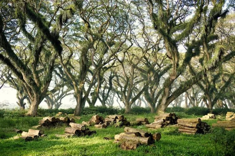 Hutan 'De Djawatan' Banyuwangi Ini Memang Hits Banget. Kaya di Film Lord of The Rings! 4