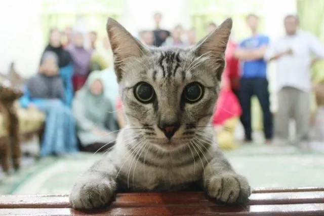 23 Photobomb dengan Hewan sebagai Biang Keroknya, Mau Mengumpat tapi Mereka Sendiri Udah Binatang :( 26