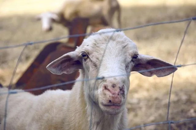 Prengus, Tapi Kok Enak? Ini Kata Sains Tentang Bau Kambing 4