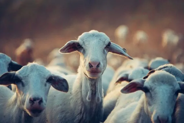 Prengus, Tapi Kok Enak? Ini Kata Sains Tentang Bau Kambing 6