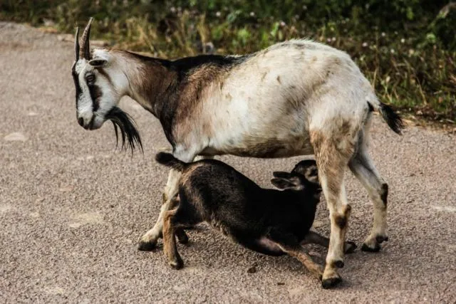 Prengus, Tapi Kok Enak? Ini Kata Sains Tentang Bau Kambing 5