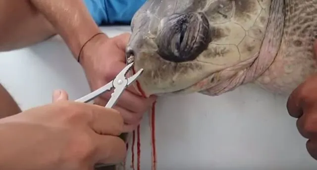 4+ Alasan Kenapa Kamu Harus Berhenti Pakai Sedotan Plastik Sekarang Juga, Penting Banget Lho Guys 8