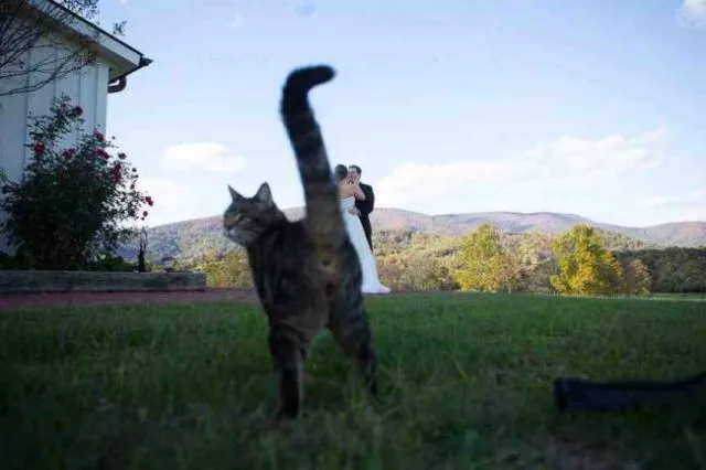 23 Photobomb dengan Hewan sebagai Biang Keroknya, Mau Mengumpat tapi Mereka Sendiri Udah Binatang :( 32