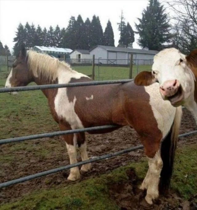 23 Photobomb dengan Hewan sebagai Biang Keroknya, Mau Mengumpat tapi Mereka Sendiri Udah Binatang :( 35