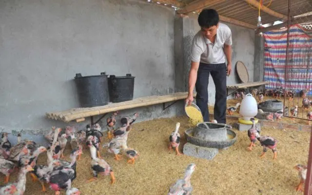 Cakar Super Tebalnya Jadi Incaran, Ayam 'Dong Tao' Asal Vietnam Ini Harganya 300-an Juta Sepasang 22