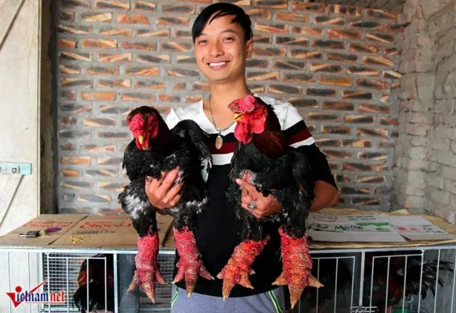 Cakar Super Tebalnya Jadi Incaran, Ayam 'Dong Tao' Asal Vietnam Ini Harganya 300-an Juta Sepasang 18