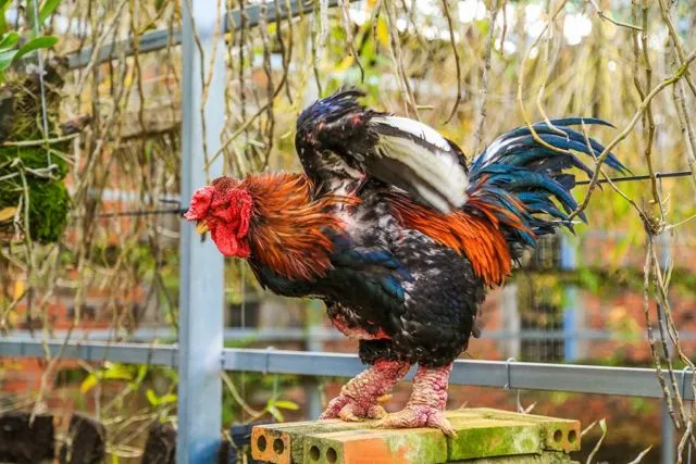 Cakar Super Tebalnya Jadi Incaran, Ayam 'Dong Tao' Asal Vietnam Ini Harganya 300-an Juta Sepasang 17