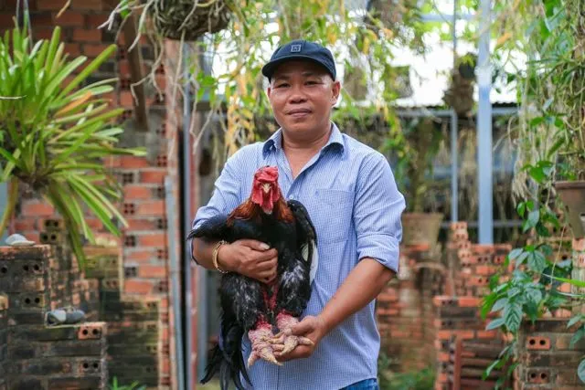 Cakar Super Tebalnya Jadi Incaran, Ayam 'Dong Tao' Asal Vietnam Ini Harganya 300-an Juta Sepasang 26
