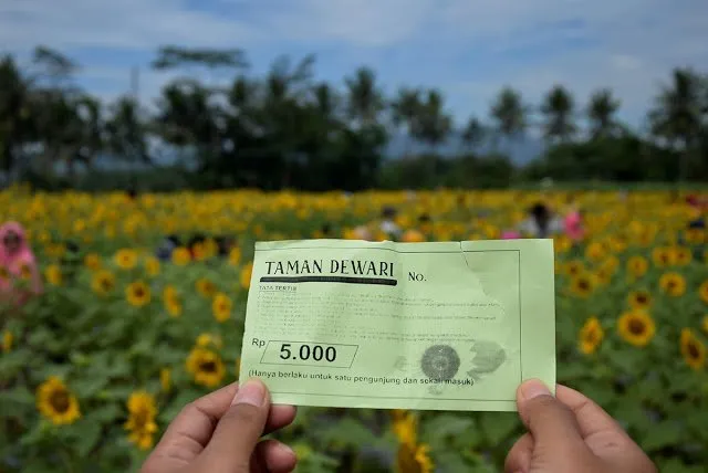 Taman Dewari, Kebun Bunga Matahari yang Lagi Hits di Magelang! Cocok Buat Liburan Akhir Pekan 6