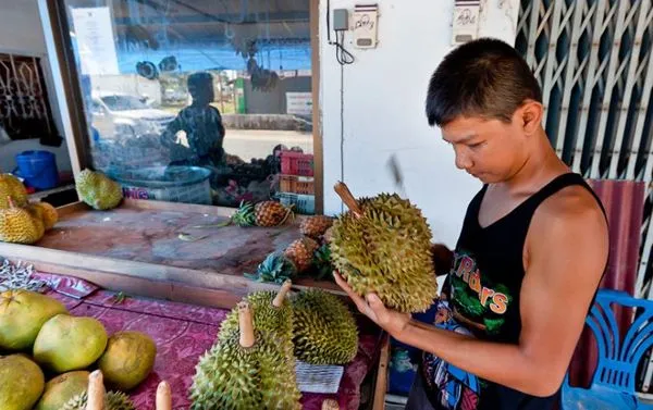 7 Cara Memilih Durian yang Bagus dan Manis 11