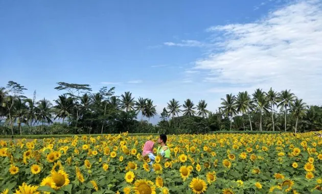 Taman Dewari, Kebun Bunga Matahari yang Lagi Hits di Magelang! Cocok Buat Liburan Akhir Pekan 4